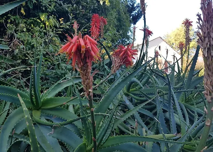 Orangeraie Du Cap D'antibes Apartament *