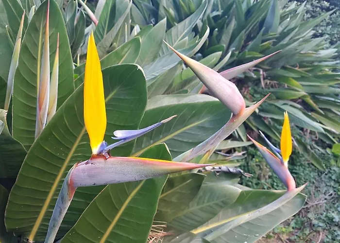 Orangeraie Du Cap D'antibes Apartament